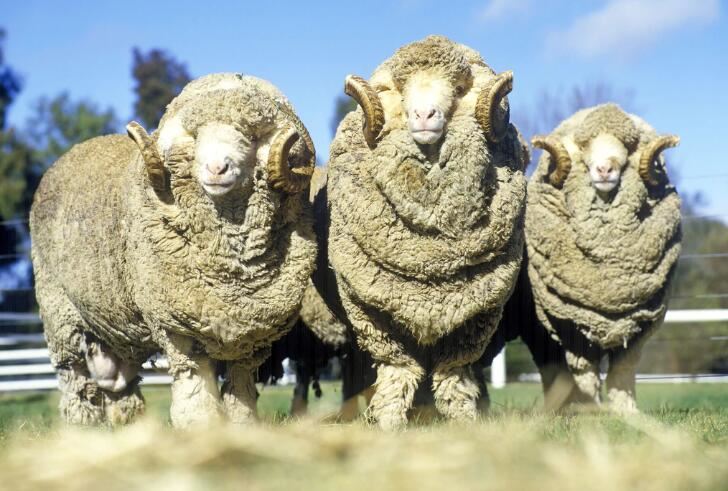 Merino Wool - Warm in Winter And Cool in Summer