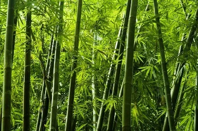 Bamboo Socks VS Cotton Socks